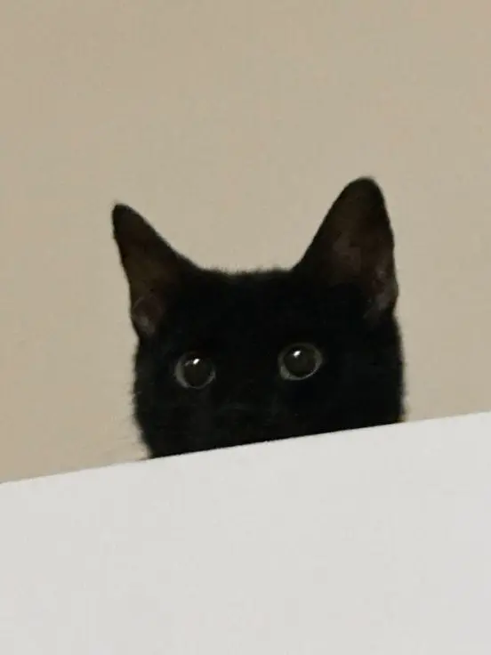 Purple_SweetPotato_Prince의 🫥