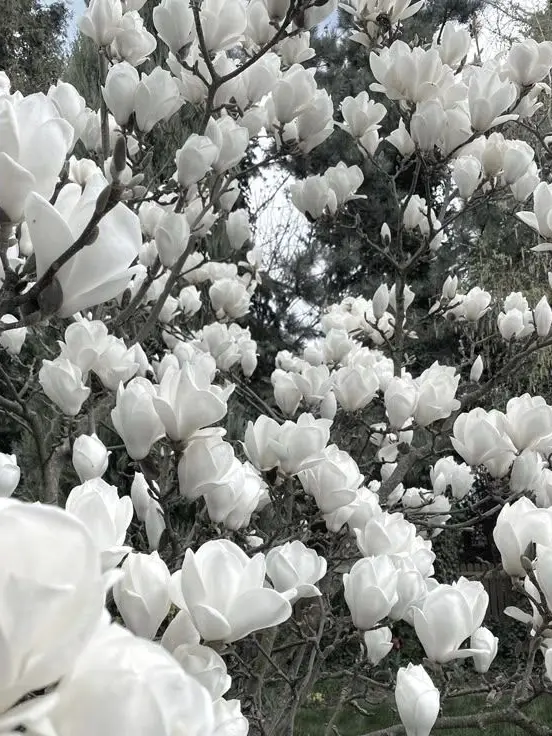 HarshShark7818의 🎓 막내의 고등학교 졸업 살인사건