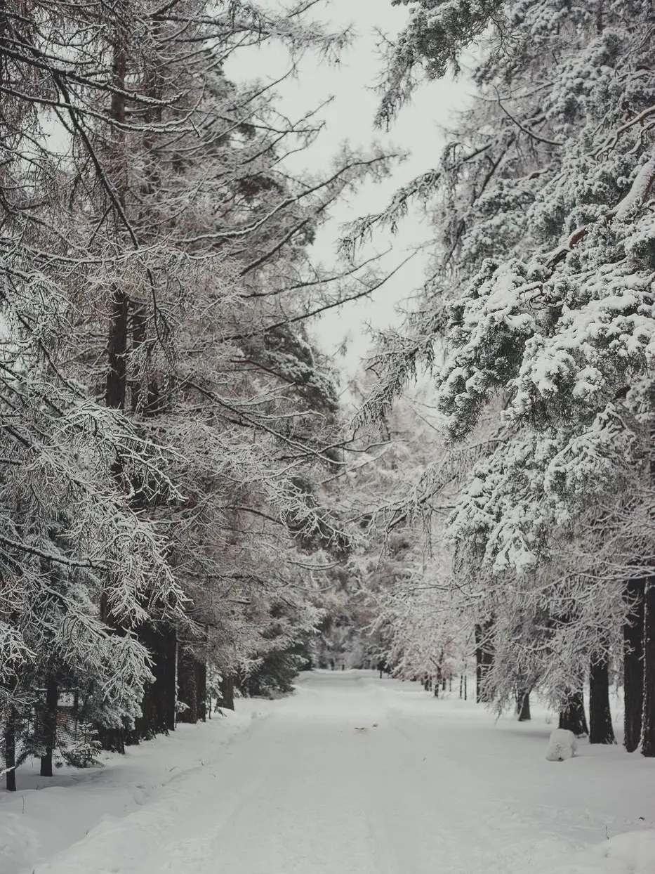 Jasmin01의 THE NORTH ?