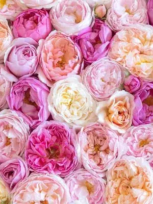 SlickSled2649의 仕方ないじゃん好きなんだからっ！