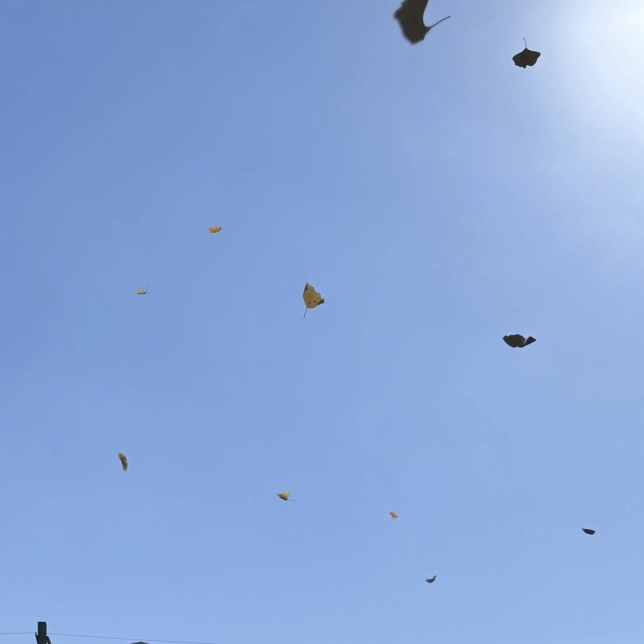 DeepNylon8290의 오비스트 여우