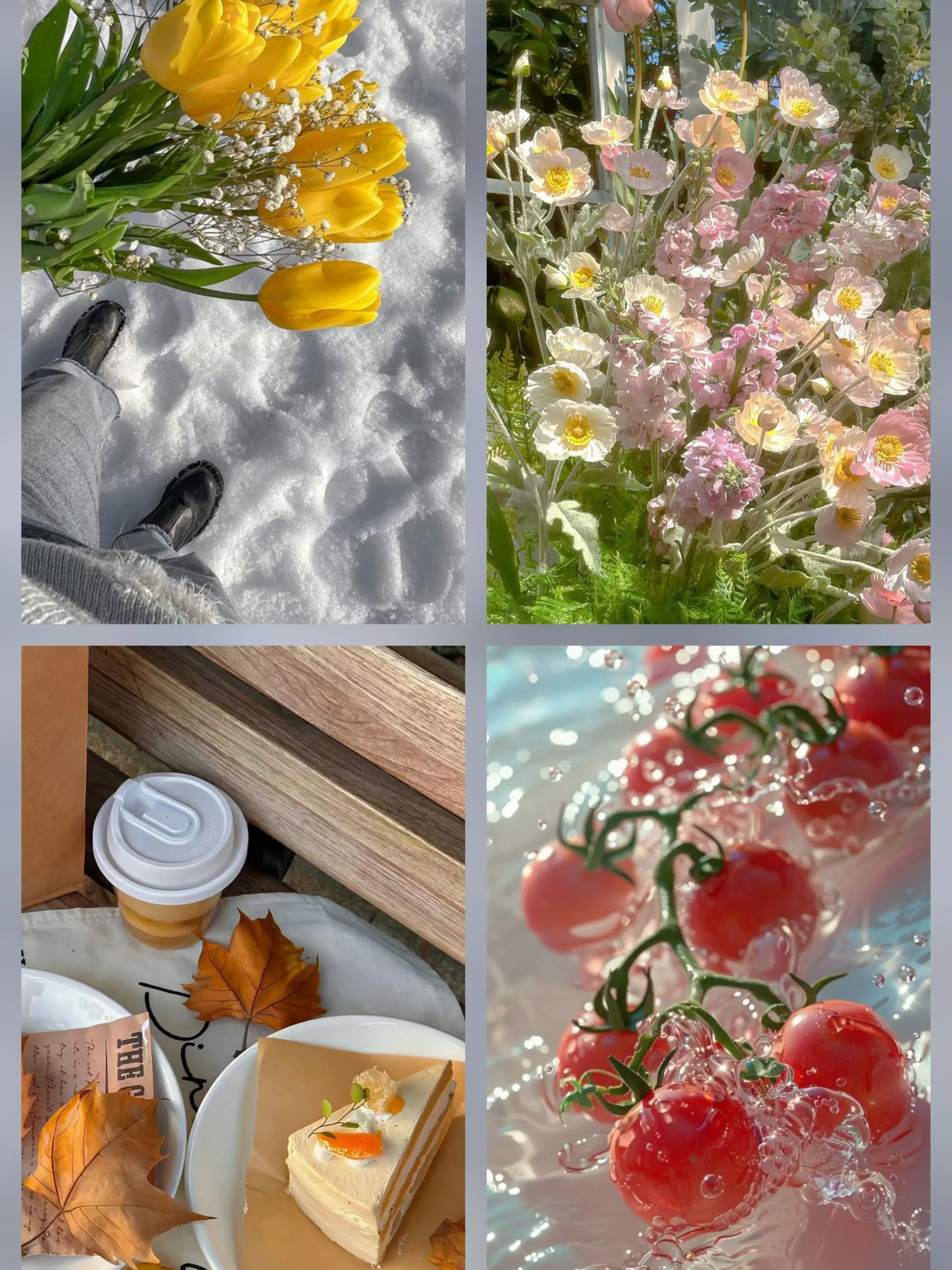 Cherry_soda.의 계절의 신들