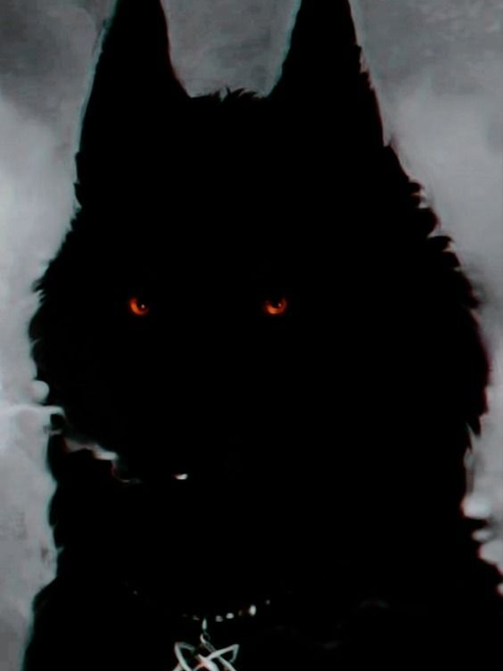 🐶❌ 대표 이미지