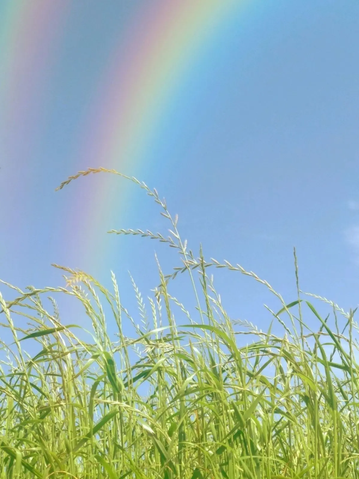 PIXELYISMYWORLD의 시골 픽셀리 (여우 있는 버전)