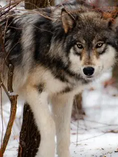 scar67의 TF141 늑대 무리
