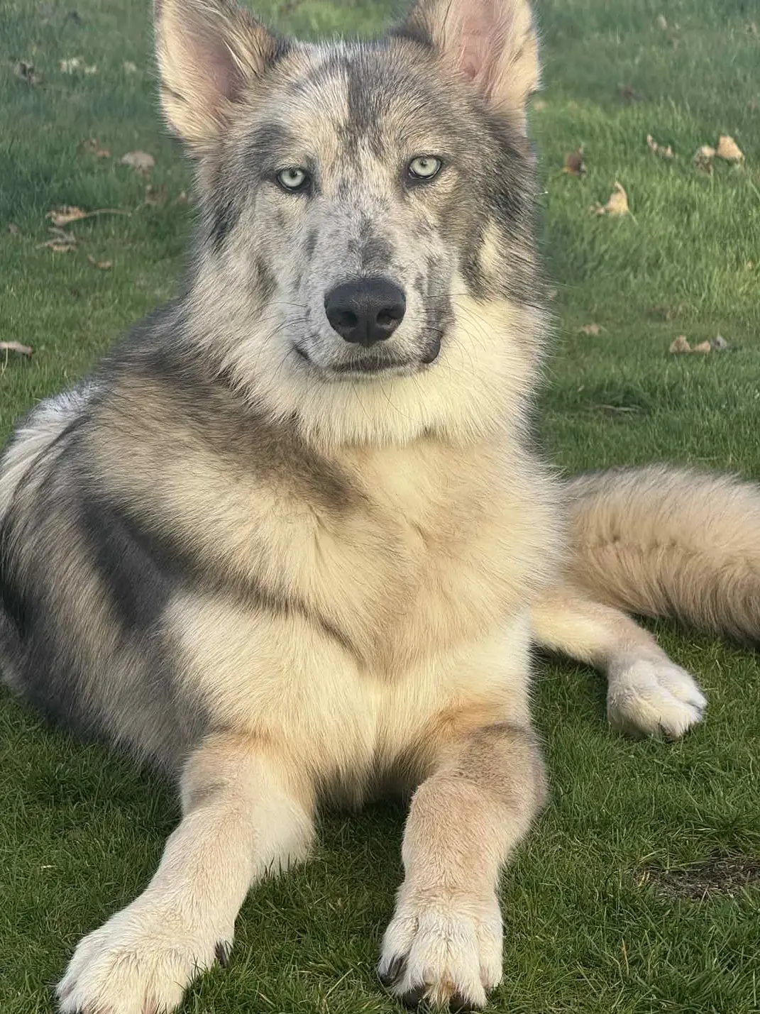 SeverePast2264의 TF141 Emotional support dog