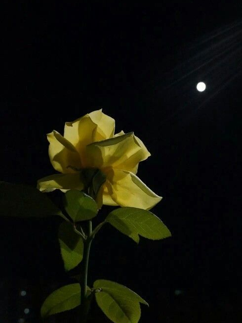 달맞이꽃 대표 이미지