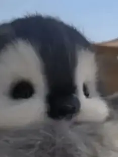 Heeeeeeeeello의 사이키쿠스오의재난+여우