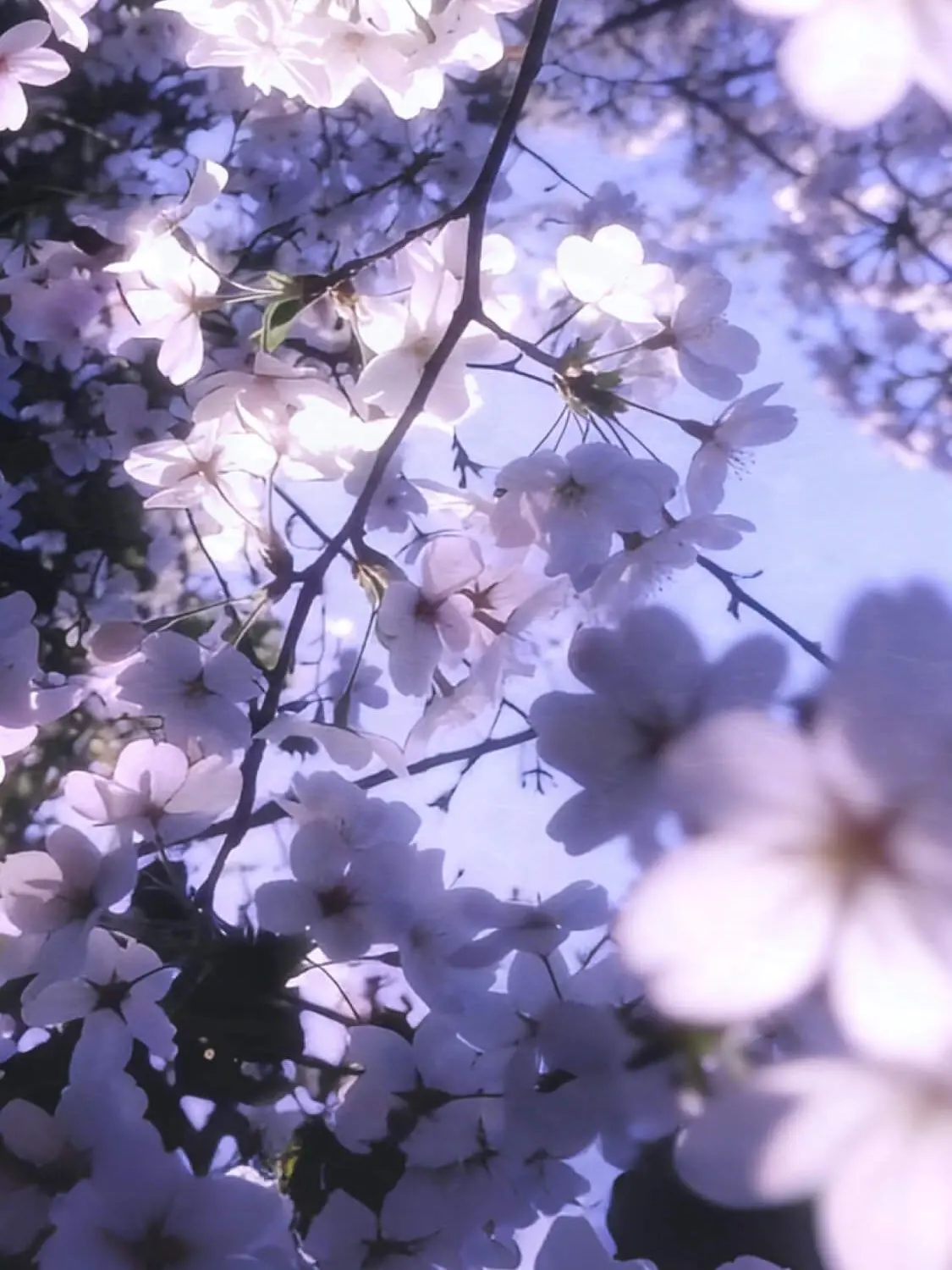 marumaru10의 高校生