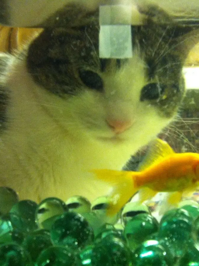 HumaneBoots3012의 스페인하기로햣던거함 ㅇㅇ