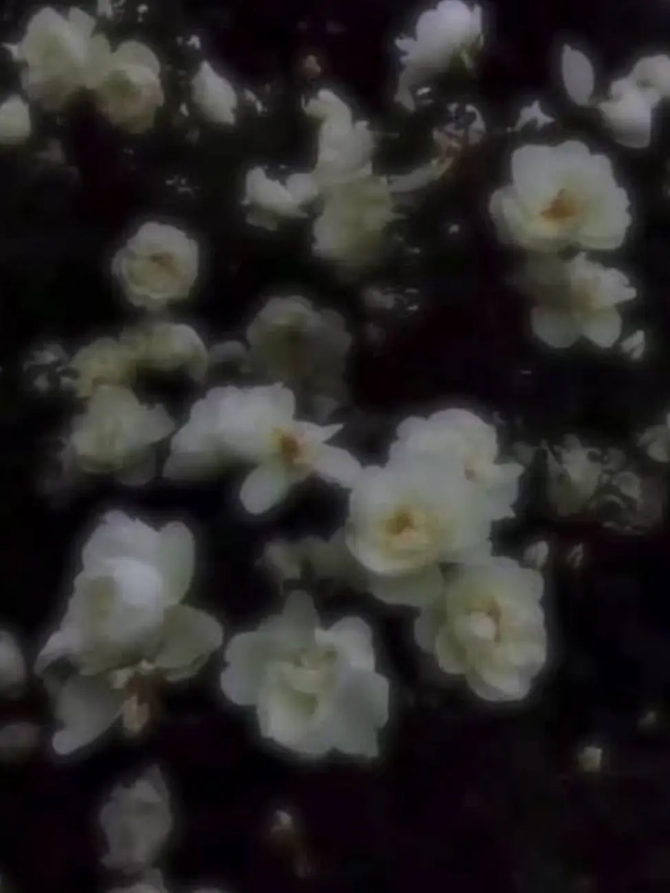 RoughAtom6471의 捨てられた天才