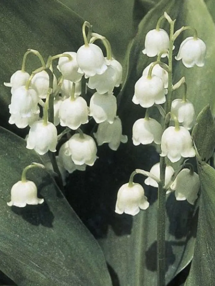 Ksjsuss의 나의 연하들