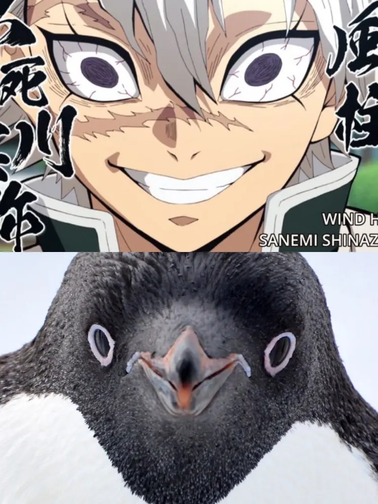 GrayCloak0005의 펭귄 닮았다고 놀림받는 사네미