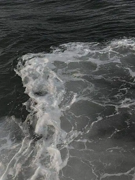 Shfusv0801x의 alpha wolf