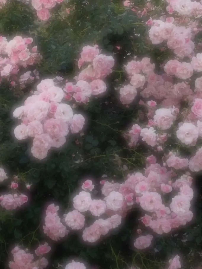 ItchyAsp5456의 카미고 재벌학교(인데 여우)