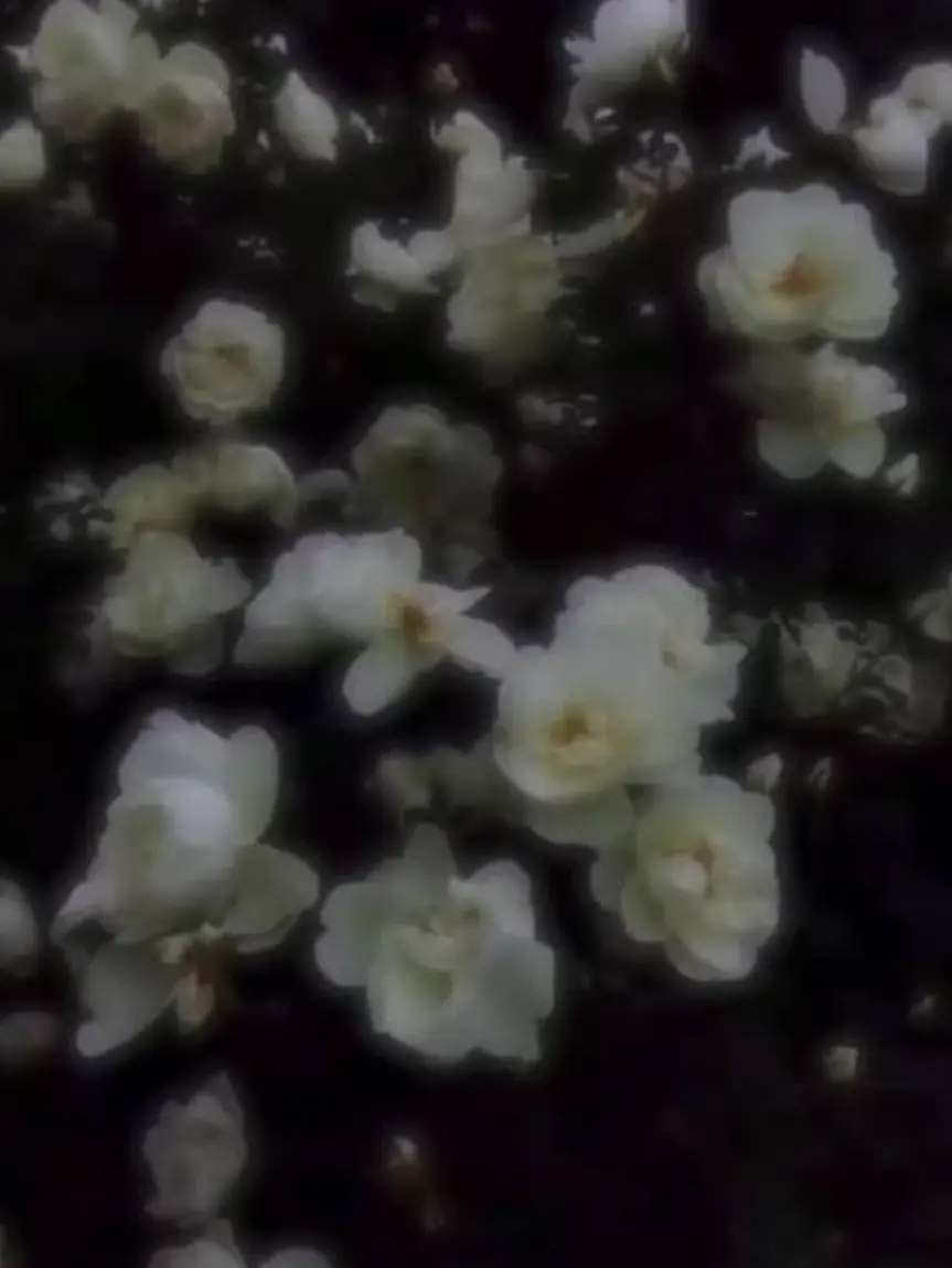 Sia.san05240902의 お金 と 引き換え で 私 が .ᐣ.ᐣ
