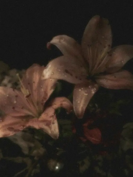 RancidTosa7121의 갠용