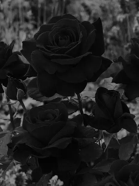 _LoLang의 흑장미