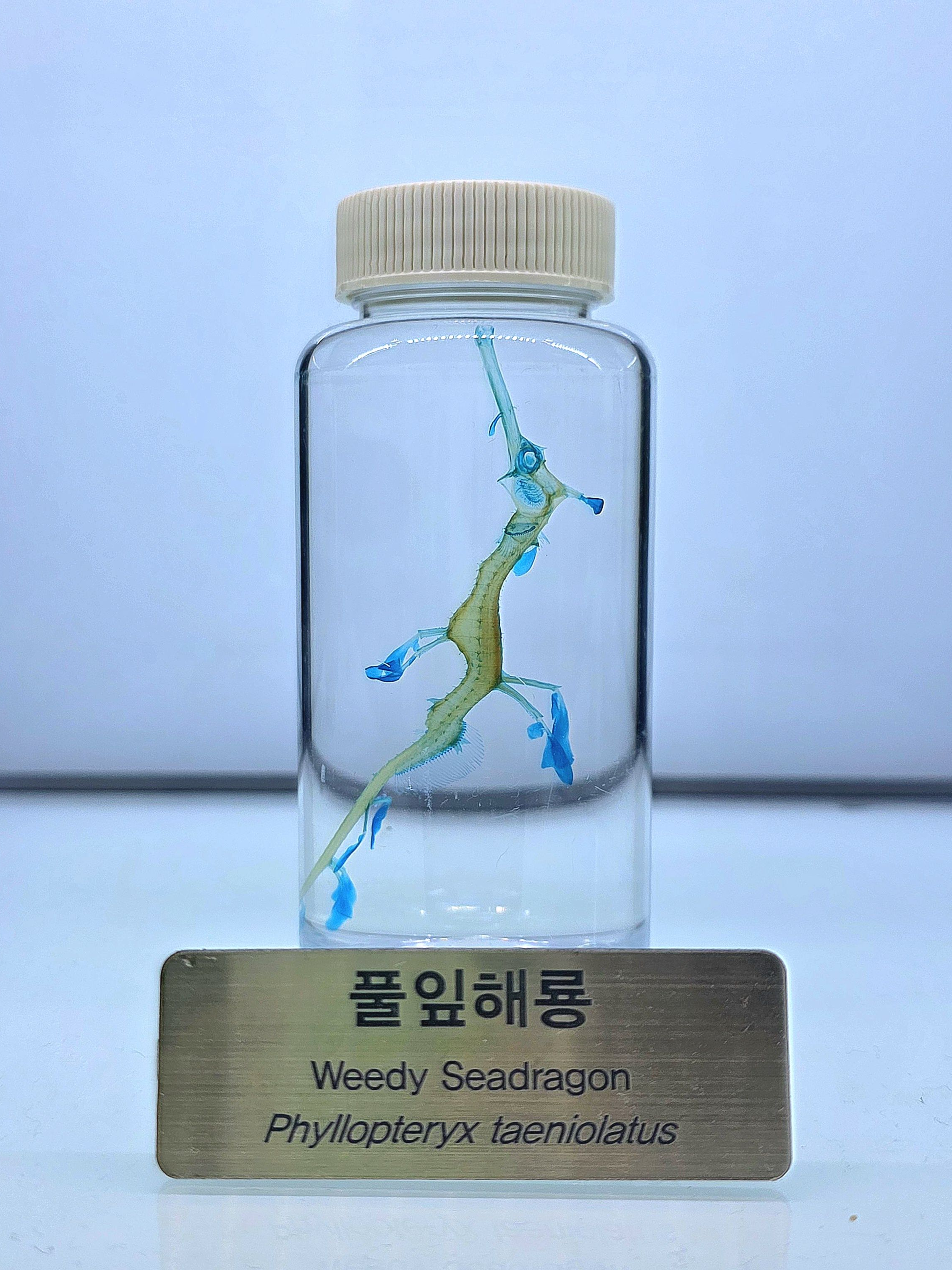 일진놈의 짝사랑. (+여우) 대표 이미지