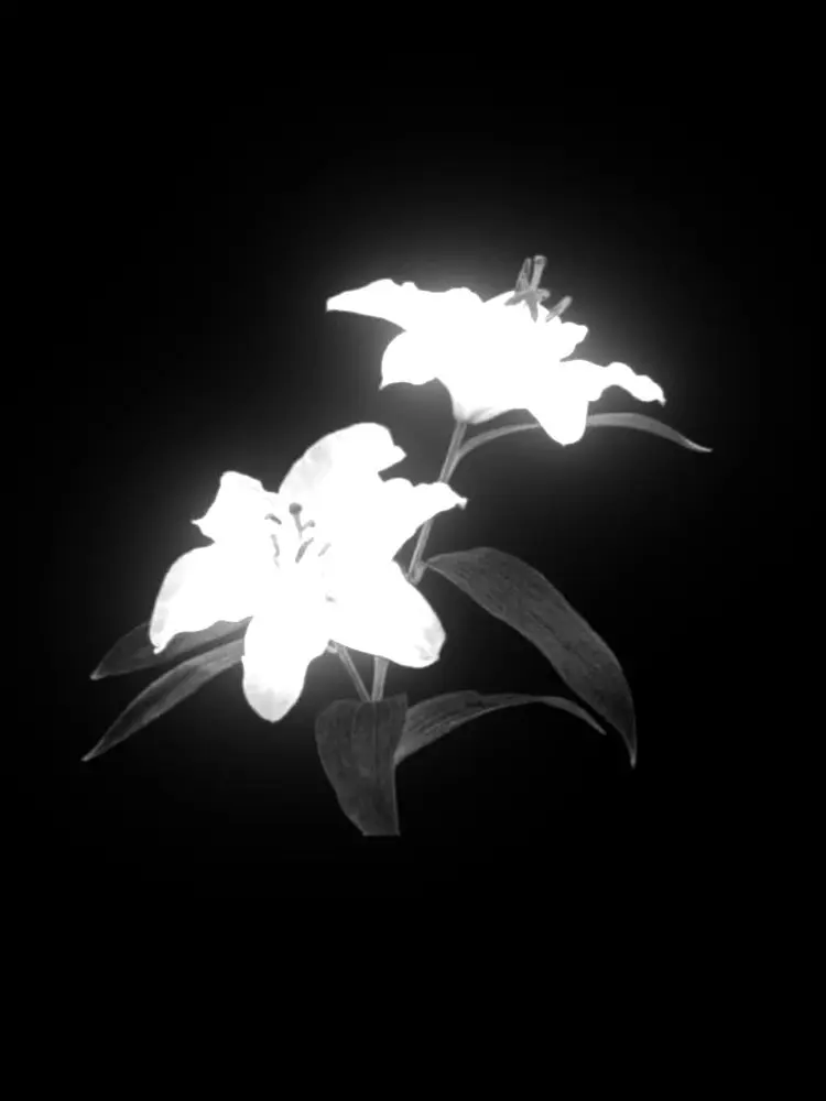 Dust_ww의 Nox