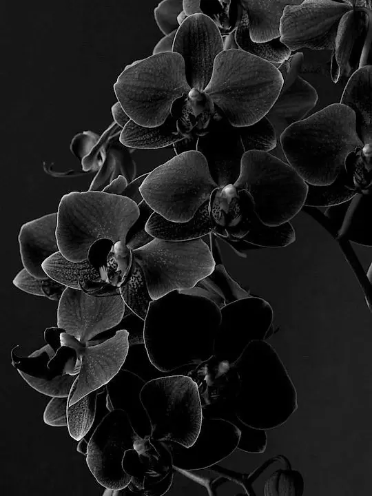 RipestBook7096의 공략