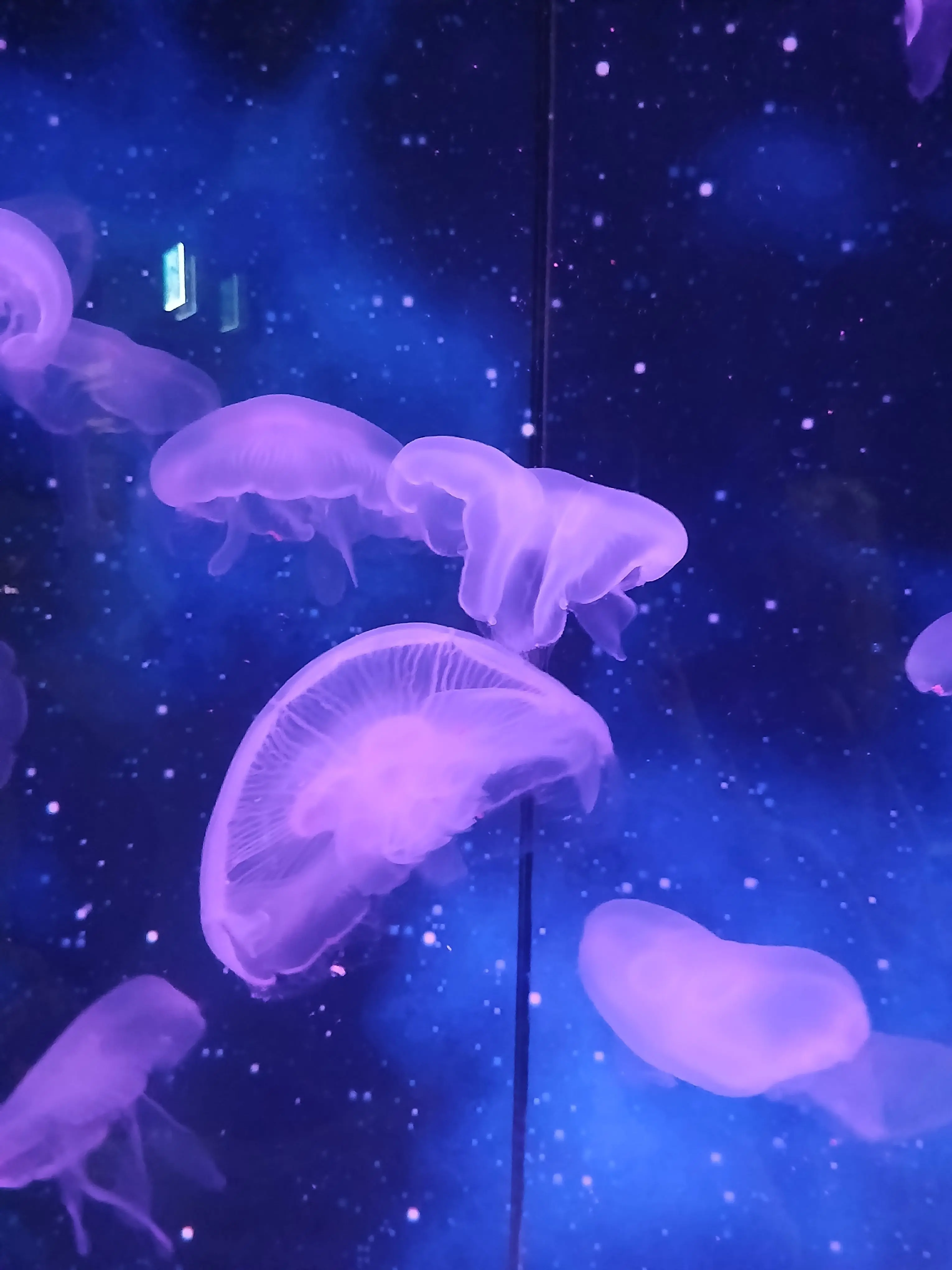 RawGlove4662의 가족 꽥꽥탐험대