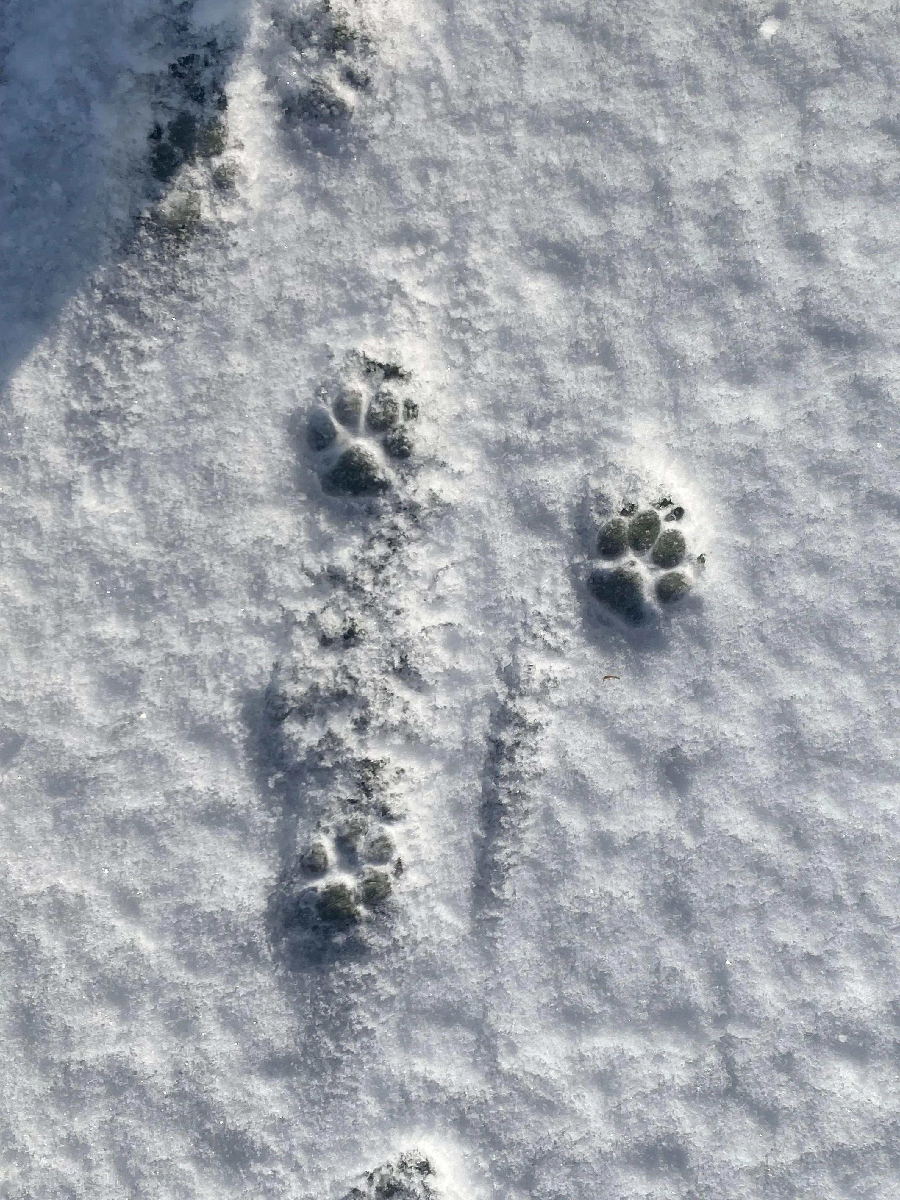 TamestSnore6205의 여러분이 하고 싶은거 다하세요