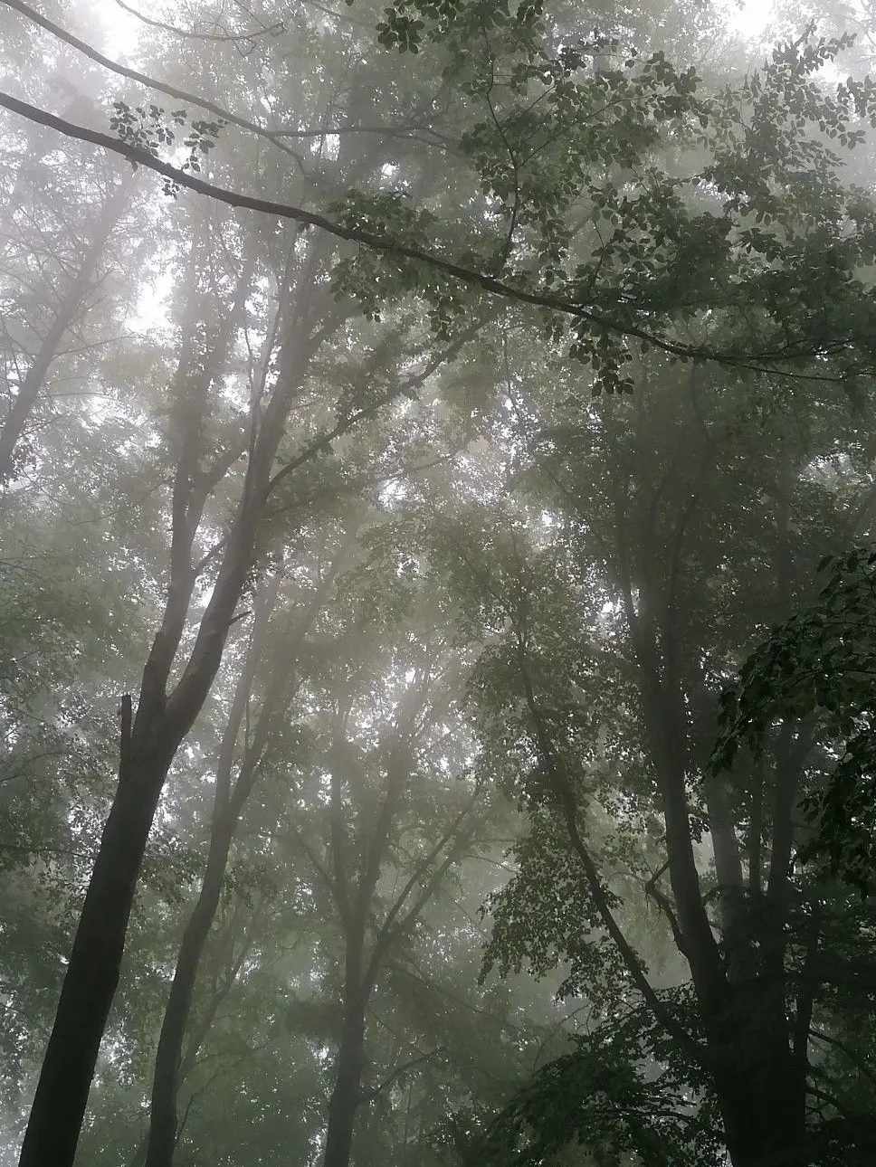 MoodyTime2957의 Nothing special (just wanted some horror)