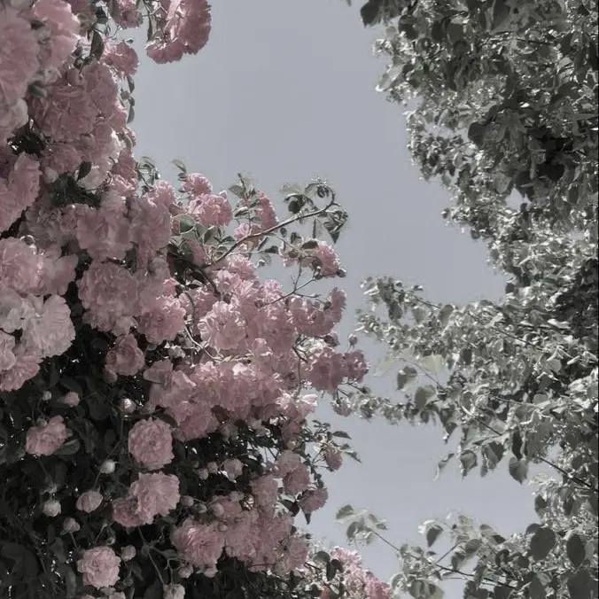 bokuto_kotaro257의 형님, 내 여자친구야. | 좀작작해.