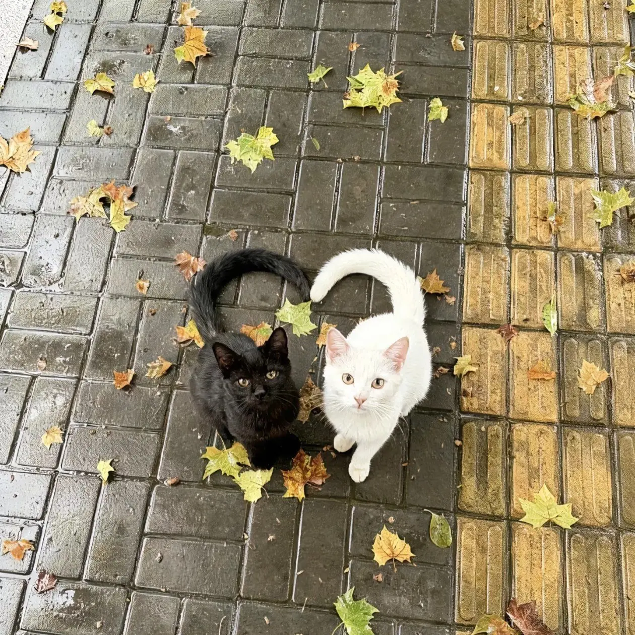 111q의 Chance 찬스