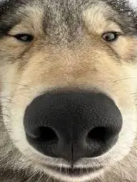 oo7Q_DX의 Wolf Transfers to Superpower School