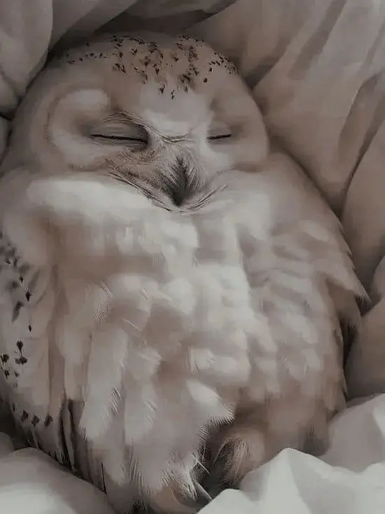 TartanChili4464의 .