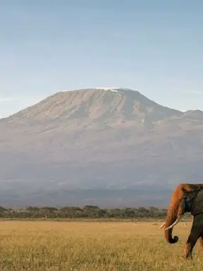 ModestEmu7702의 Class 1-A Goes to Africa