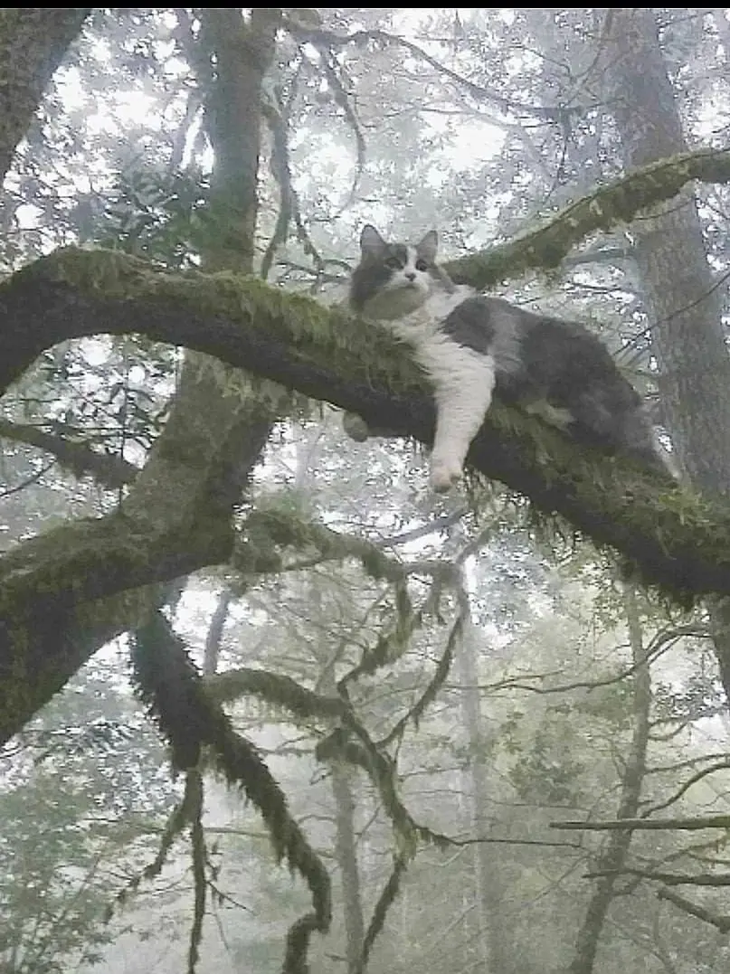 Grey__Rain의 Warrior Cats
