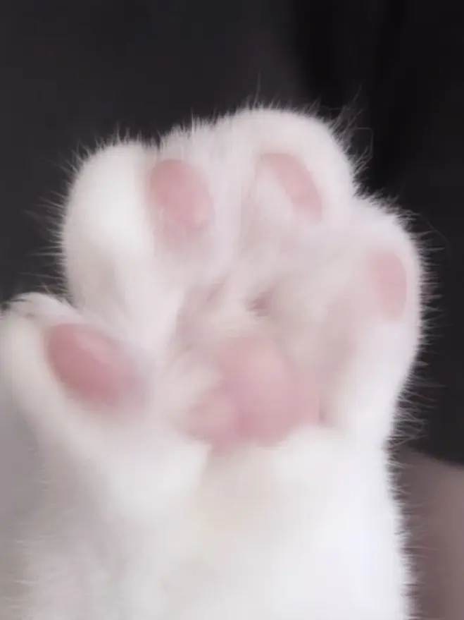 rourufu.__.4110의 に ぎ に ぎ に じ た う ん.ᐟ