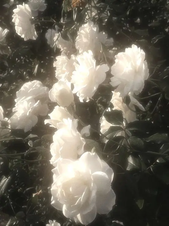 OverlyBulb0015의 난 인형이아니야!