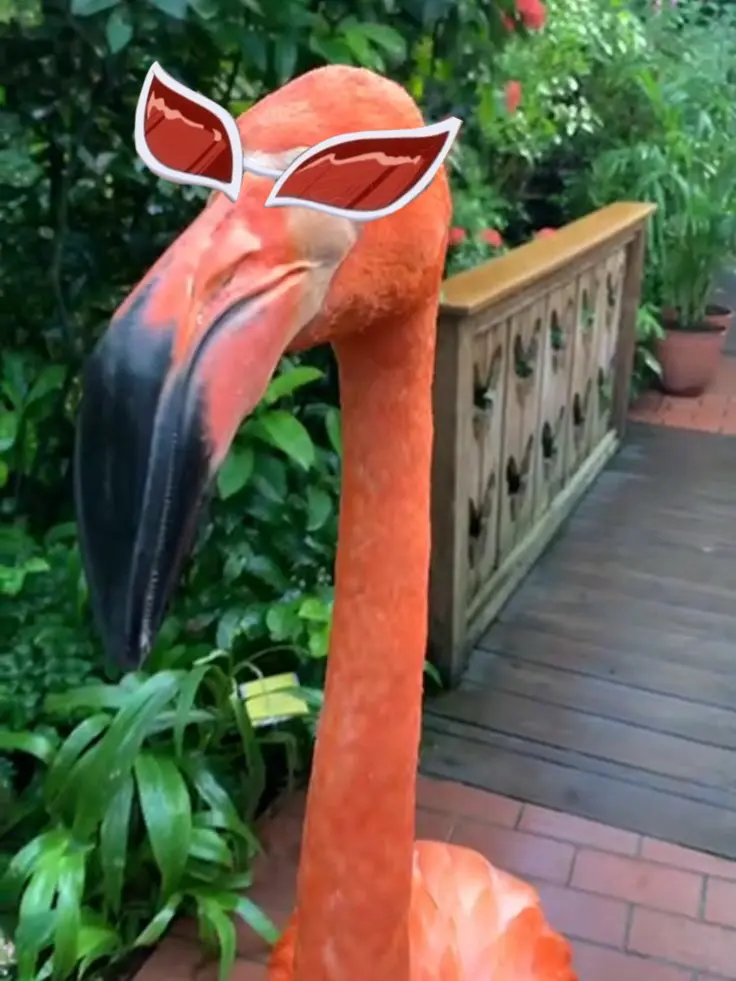 DDDDDDDDDDDDDDDDD8822의 Doflamingo🦩