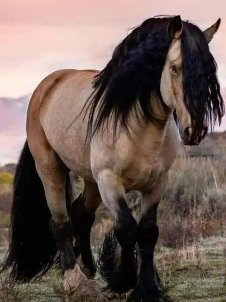 Willow_9814의 Buck the wild horse leader