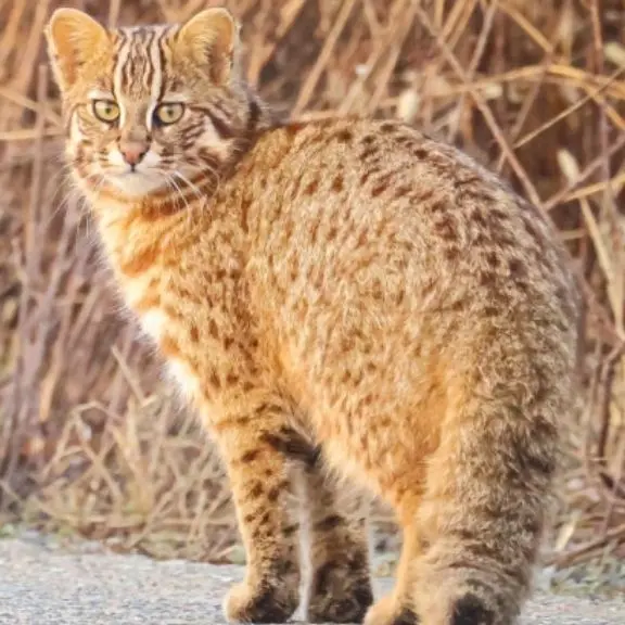 LeanerSpear7234의 ♡