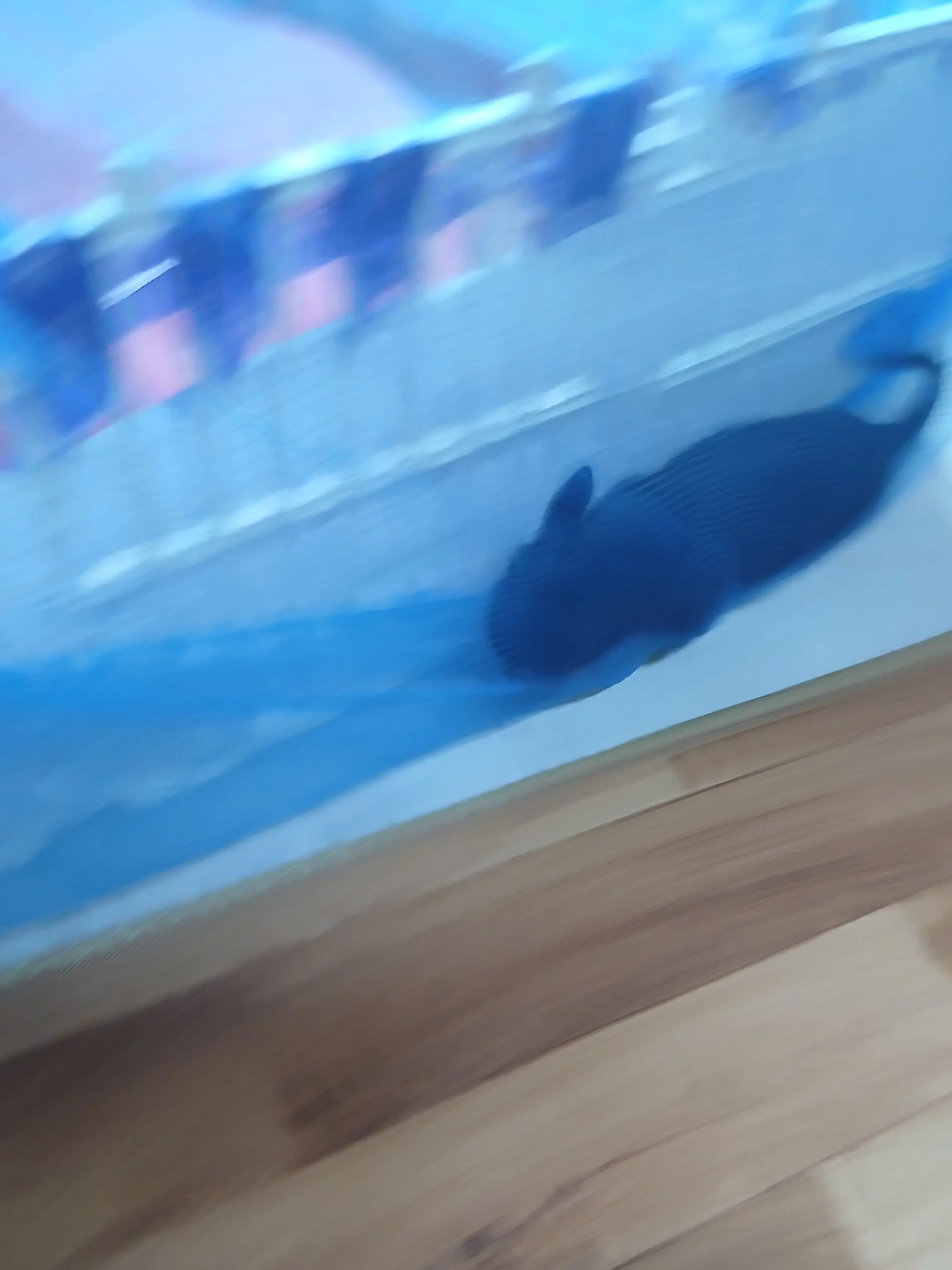 kylle의 비밀에 인현극