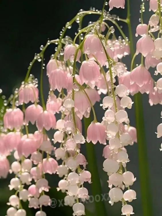 ThinYawn6878의 일해회 2계열사 여신되깅