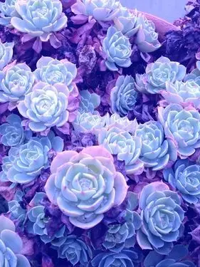 Saishu_726의 ~•°•絶望病•°•~
