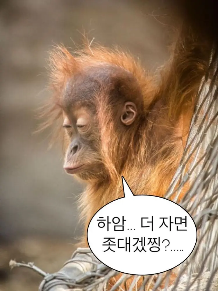 happy1052의 컨휴 학교+늑대2