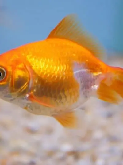 Burtburt의 Smartest gold fish in the world