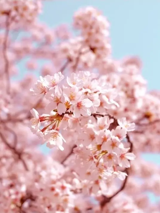 FIFTYFIFTY_LOVE의 피프티피프티