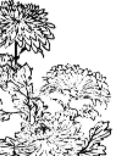 Asuma_tk의 かぶく忍術学園