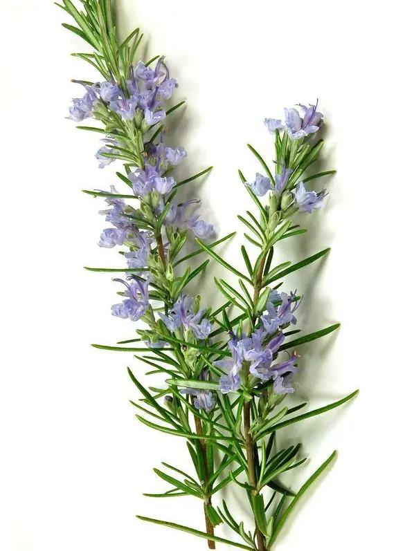 Hank3532의 플래그