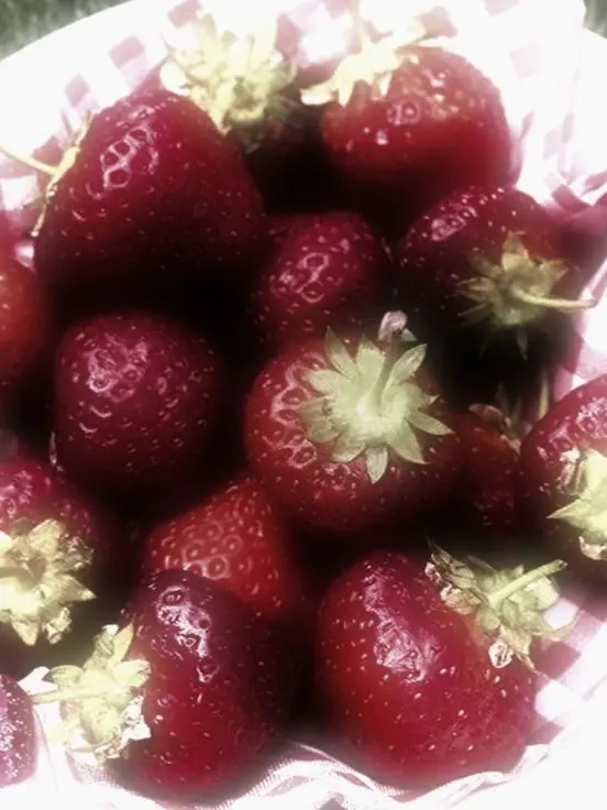 BROOOOOOOOOO00000의 개인용...사심그득작 [스프라우트]