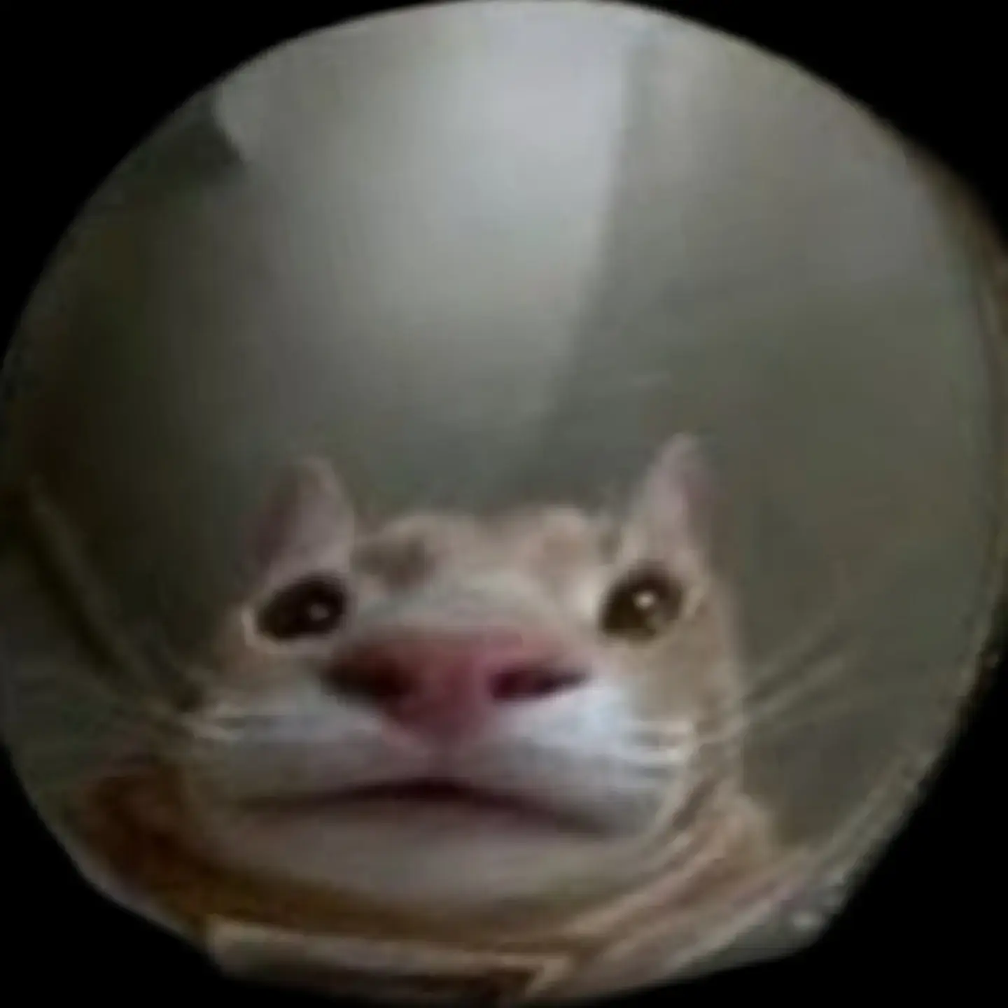 FuzzyFlash7505의 야옹이