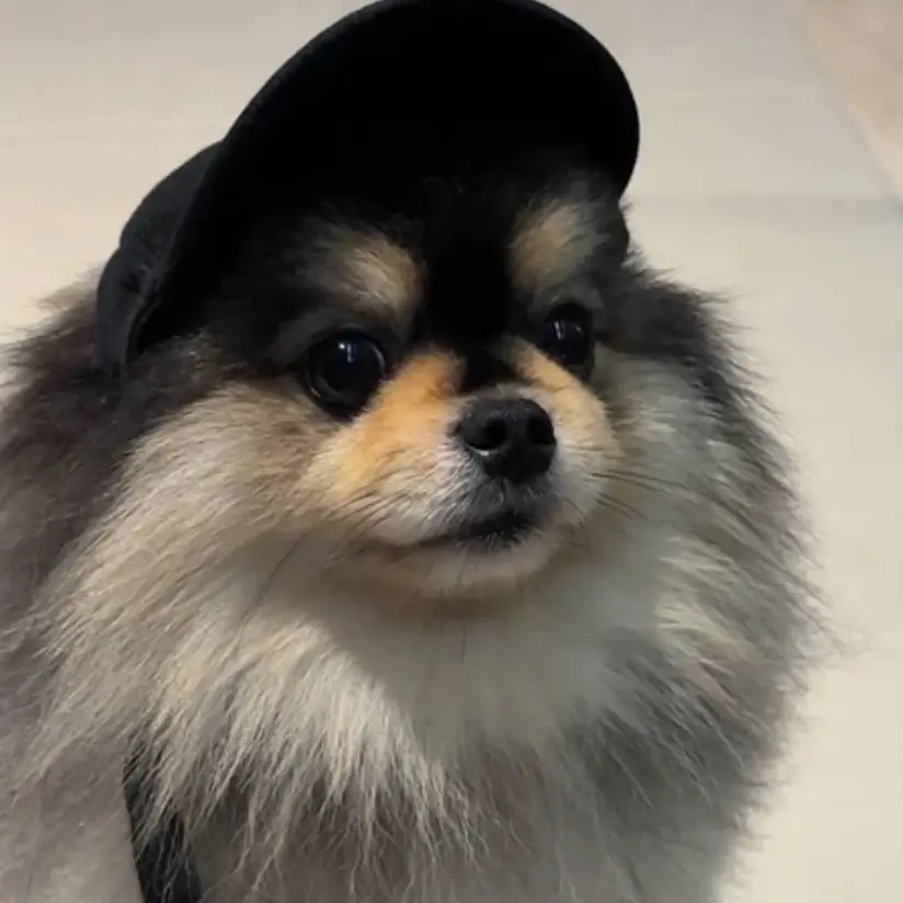 MoistMelon4016의 사춘기 온 몰리